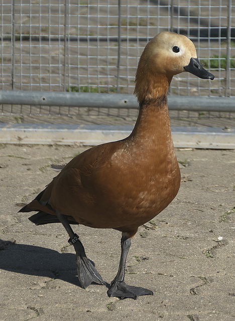 英雄联盟